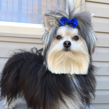 Elegant and groomed for success