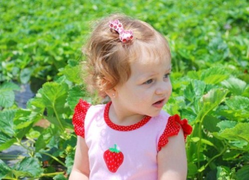 Strawberry Picking