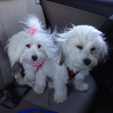 Hair Bows for Dogs