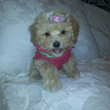 Hair Bows for Puppies