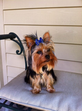 Royal Blue Glitter Dog Bow