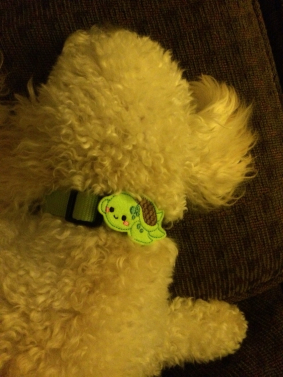 Felt Collar Attachment