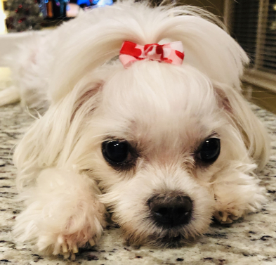 Small Dog Bow