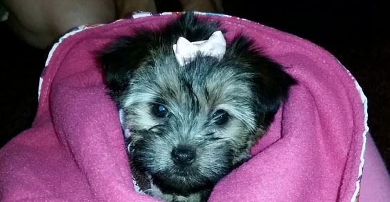 Puppy Hair Bow