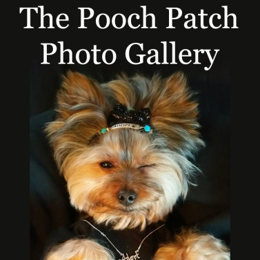 Rockin Romeo says Please Adopt