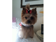 minnie_mouse_bow2.jpg