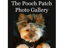 the-pooch-patch-photo-gallery.jpg