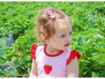 Strawberry Picking