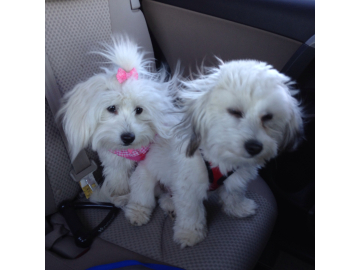 Hair Bows for Dogs