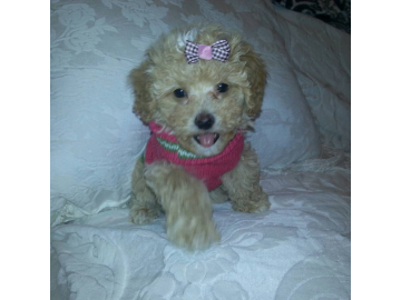 Hair Bows for Puppies