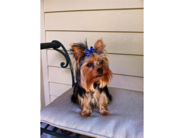 Royal Blue Glitter Dog Bow