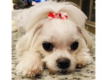 Small Dog Bow